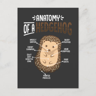 Anatomie des Igel-Liebhabers Süßes Waldtier Postkarte