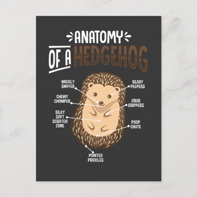 Anatomie des Igels bei Niedlichen Waldtieren Postkarte (Vorderseite)