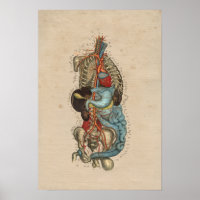 Anatomie des internen menschlichen Arteriums 1841 