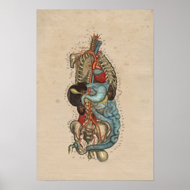 Anatomie des internen menschlichen Arteriums 1841  Poster (Vorne)