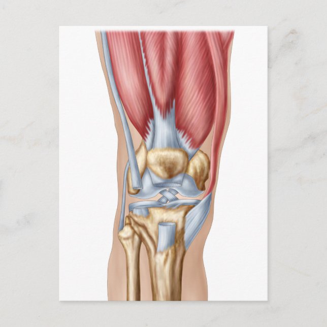 Anatomie des Kniegelenks Postkarte (Vorderseite)