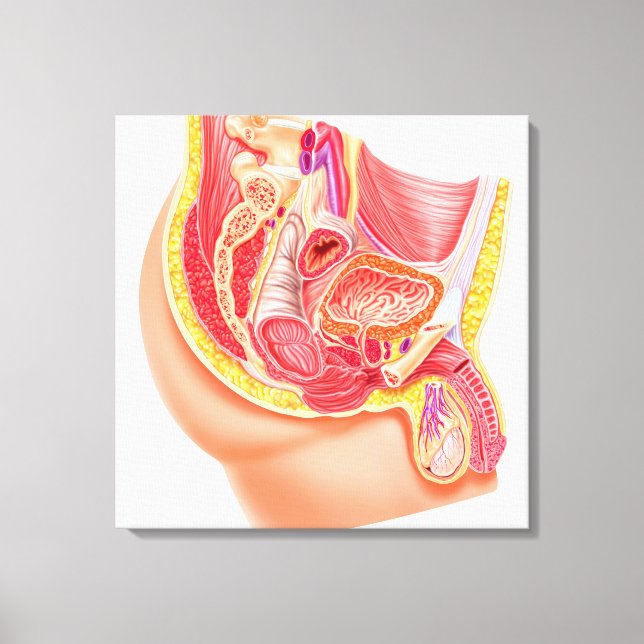 Anatomie des männlichen Fortpflanzungssystems Leinwanddruck (Vorderseite)