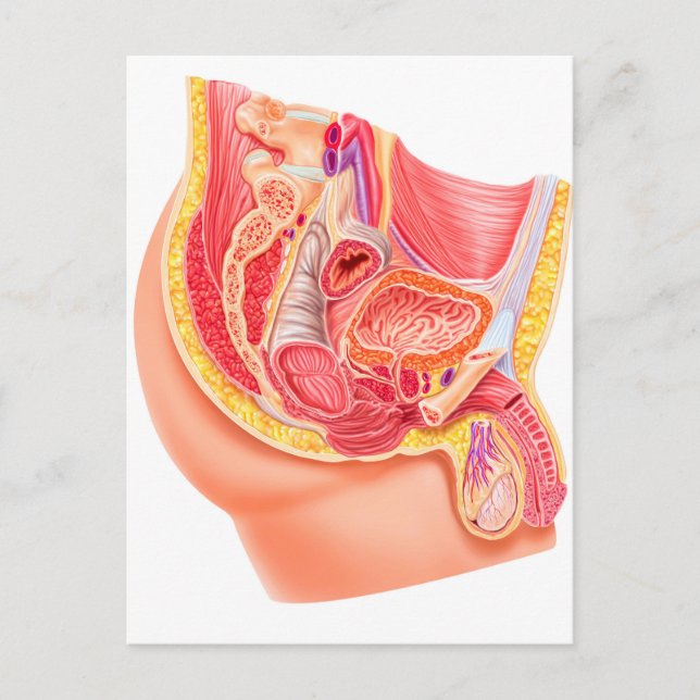 Anatomie des männlichen Fortpflanzungssystems Postkarte (Vorderseite)