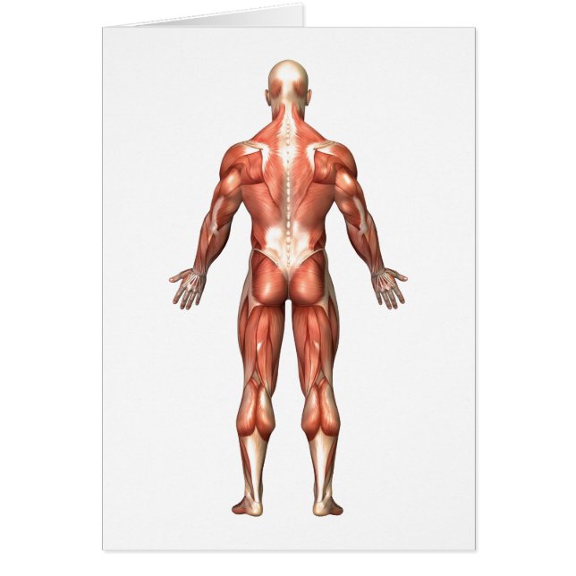 Anatomie des männlichen Muskelsystems, Rückseite (Vorne)