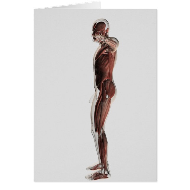 Anatomie des männlichen Muskelsystems, Seitenansic (Vorne)