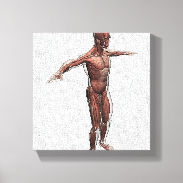 Anatomie des männlichen Muskelsystems, Seitenansic Leinwanddruck (Vorderseite)