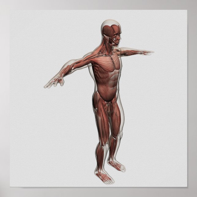 Anatomie des männlichen Muskelsystems, Seitenansic Poster (Vorne)