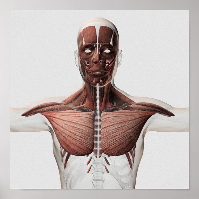 Anatomie des männlichen Muskelsystems, Seitenansic Poster (Vorne)