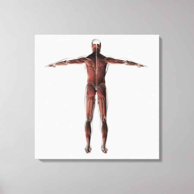 Anatomie des männlichen Muskelsystems, Sicht nach  Leinwanddruck (Vorderseite)