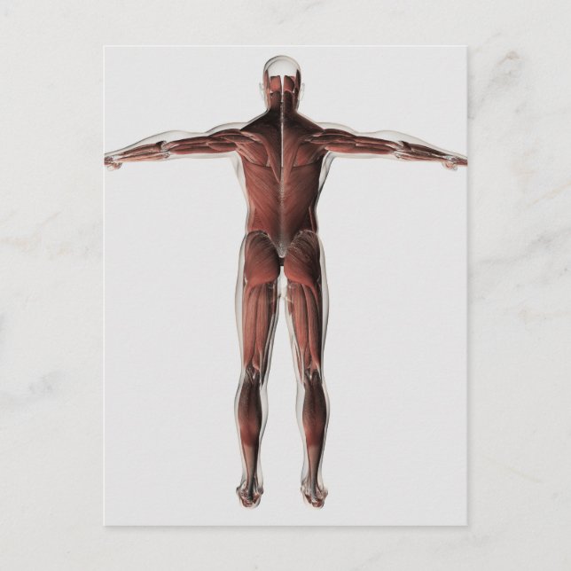 Anatomie des männlichen Muskelsystems, Sicht nach  Postkarte (Vorderseite)