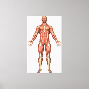 Anatomie des männlichen Muskelsystems, Vorderansic Leinwanddruck