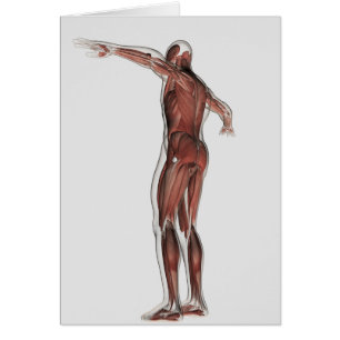 Anatomie des männlichen muskulösen Systems,