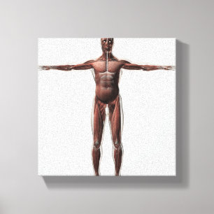 Anatomie des männlichen muskulösen Systems, Leinwanddruck