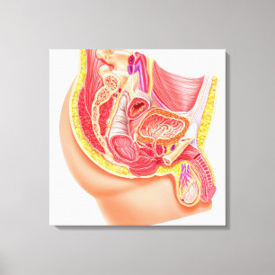 Anatomie des männlichen Reproduktionssystems Leinwanddruck