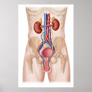 Anatomie des männlichen urinausscheidenden System Poster