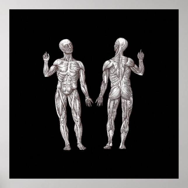 Anatomie des Menschen - Das Muskelsystem Poster (Vorne)
