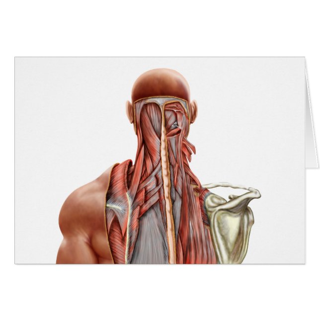 Anatomie des Menschen mit tiefen Muskeln im Nacken (Vorderseite (Horizontal))