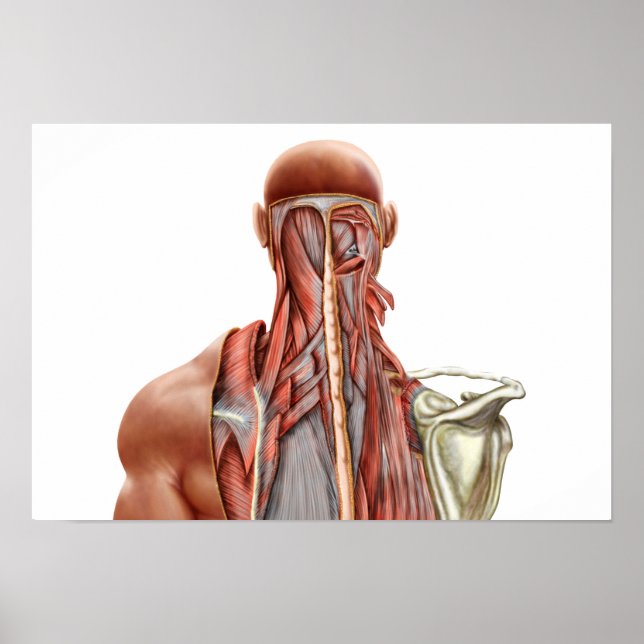 Anatomie des Menschen mit tiefen Muskeln im Nacken Poster (Vorne)