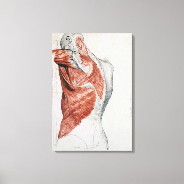 Anatomie des Menschen; Muskeln des Torso und der S Leinwanddruck (Vorderseite)