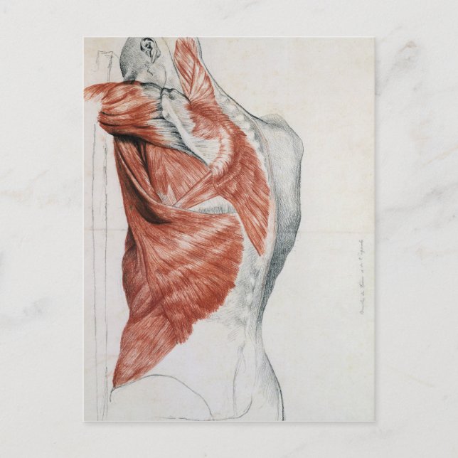 Anatomie des Menschen; Muskeln des Torso und der S Postkarte (Vorderseite)