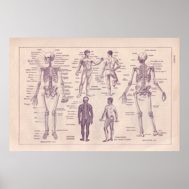 Anatomie des Menschen Poster (Vorne)
