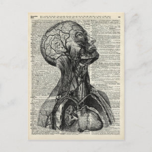 Anatomie des Menschen Postkarte