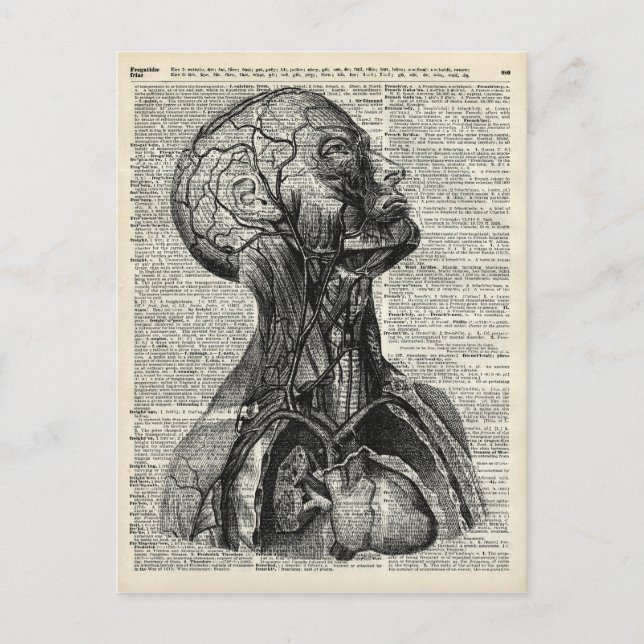 Anatomie des Menschen Postkarte (Vorderseite)