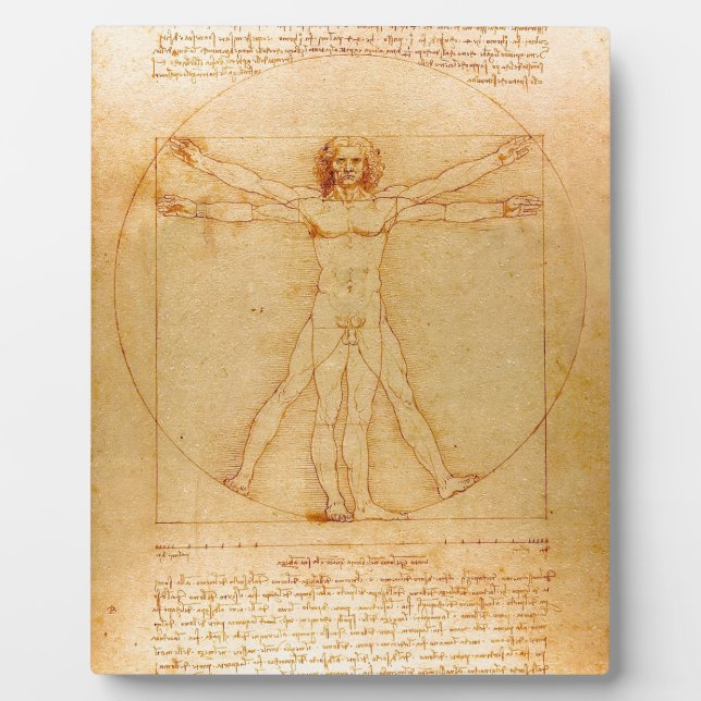 Anatomie des Menschen, Vitruvianischer Mensch von  Fotoplatte (Vorderseite)