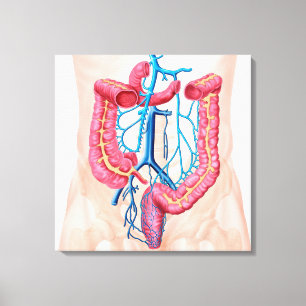 Anatomie des menschlichen Abdominal- Ader-Systems Leinwanddruck