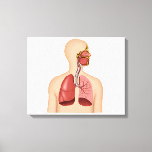 Anatomie des menschlichen Atmungssystems Leinwanddruck