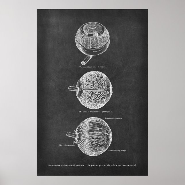 Anatomie des menschlichen Auges Arterien des Choro Poster (Vorne)