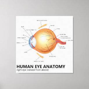 Anatomie des menschlichen Auges Leinwanddruck