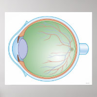 Anatomie des menschlichen Auges
