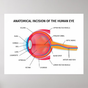 Anatomie des menschlichen Auges Poster