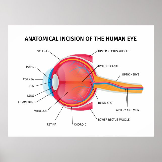 Anatomie des menschlichen Auges Poster (Vorne)