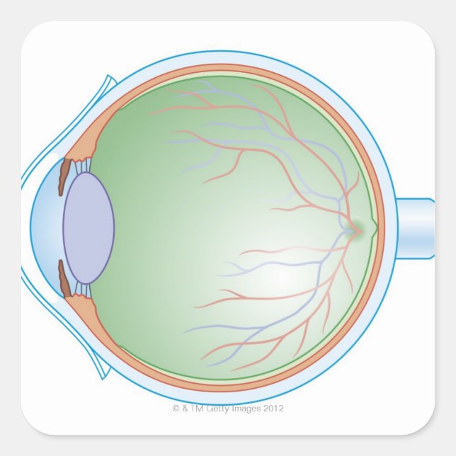 Anatomie des menschlichen Auges Quadratischer Aufkleber (Vorderseite)