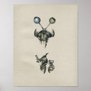 Anatomie des menschlichen Auges und Gehirns, Vinta Poster