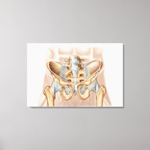 Anatomie des menschlichen Becken- Knochens und der Leinwanddruck