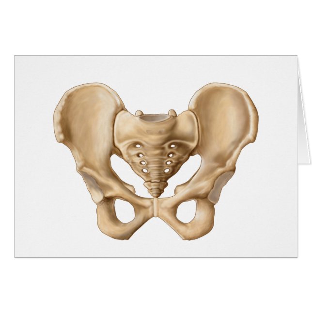 Anatomie des menschlichen Beckenknochens 1 (Vorderseite (Horizontal))