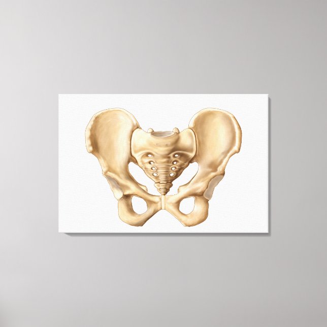 Anatomie des menschlichen Beckenknochens 1 Leinwanddruck (Vorderseite)