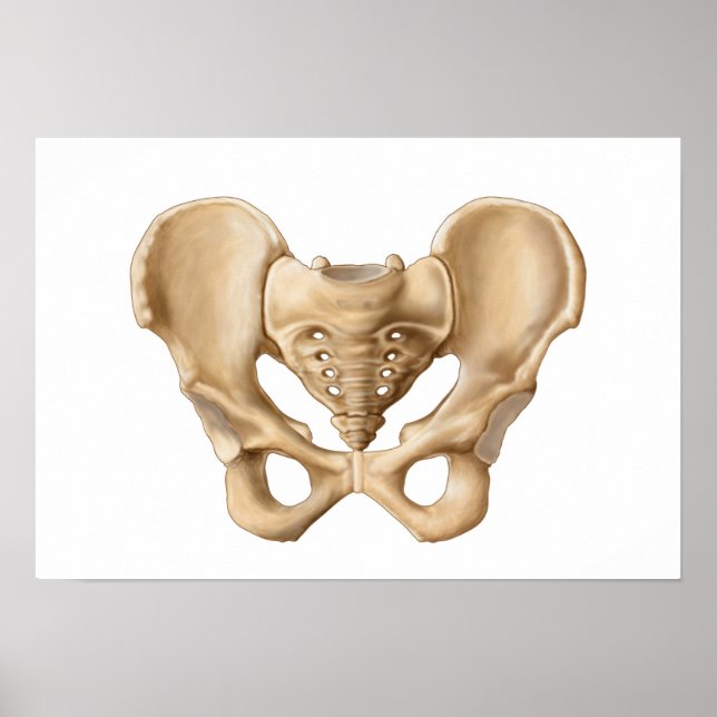 Anatomie des menschlichen Beckenknochens 1 Poster (Vorne)