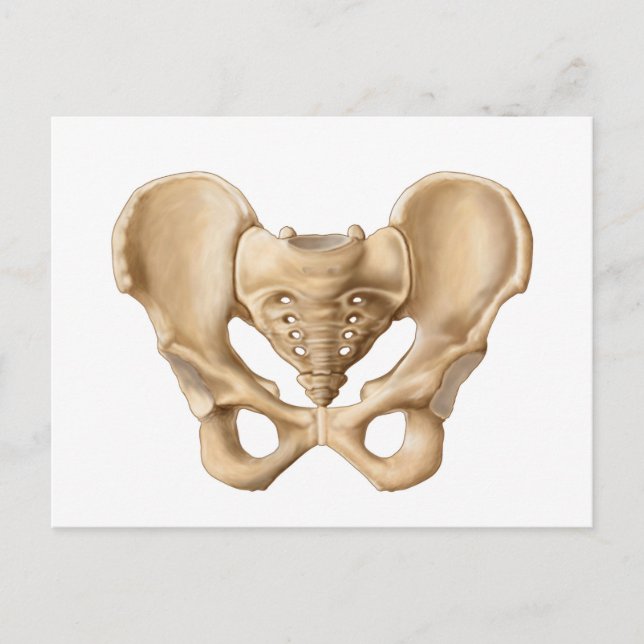Anatomie des menschlichen Beckenknochens 1 Postkarte (Vorderseite)