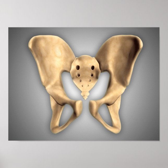 Anatomie des menschlichen Beckenknochens 2 Poster (Vorne)