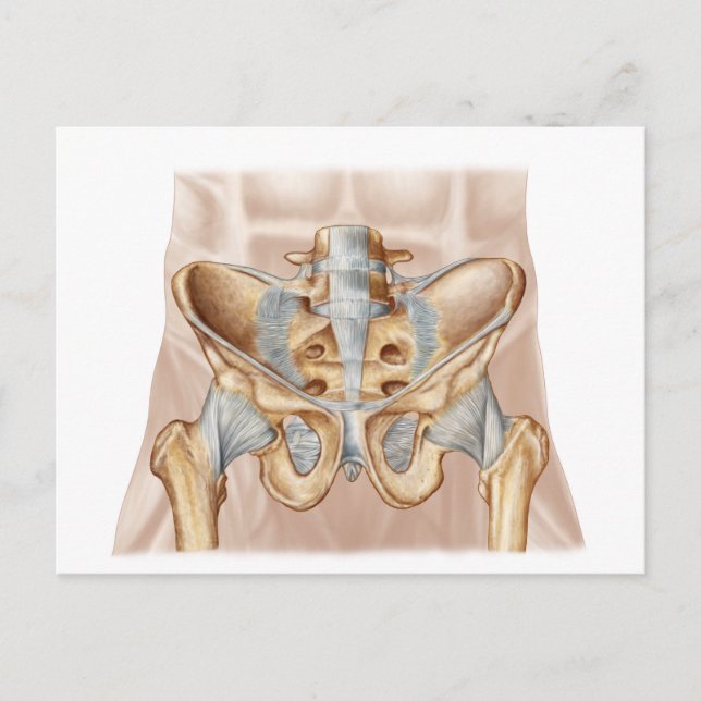 Anatomie des menschlichen Beckenknochens und der L Postkarte (Vorderseite)