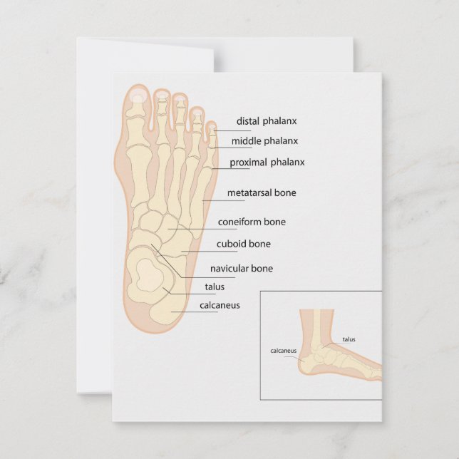 Anatomie des menschlichen Fußes Mitteilungskarte (Vorderseite)