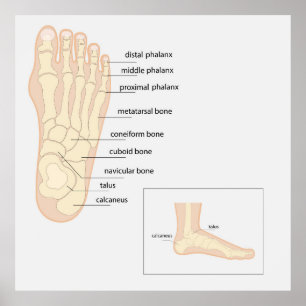 Anatomie des menschlichen Fußes Poster