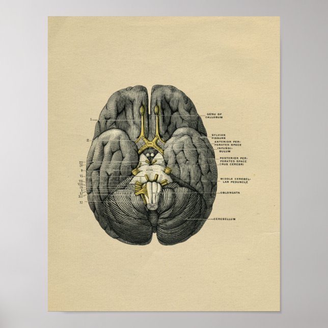 Anatomie des menschlichen Gehirns 1902 Vintag Poster (Vorne)