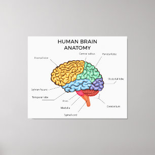Anatomie des menschlichen Gehirns Leinwanddruck