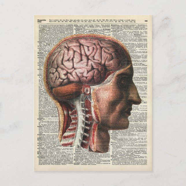 Anatomie des menschlichen Gehirns Postkarte (Vorderseite)