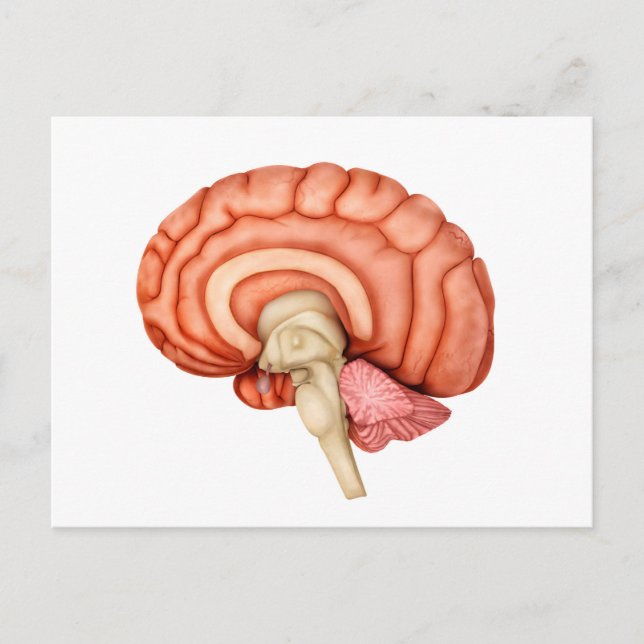 Anatomie des menschlichen Gehirns, Seitenansicht 1 Postkarte (Vorderseite)